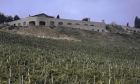 Виноградник в Тоскане