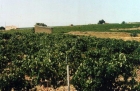 Виноградник на Сицилии