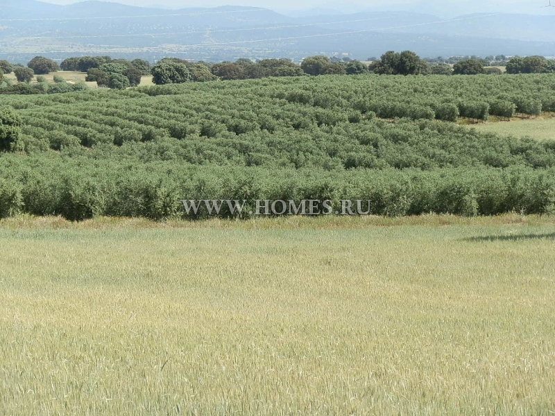 Замечательная оливковая плантация в Испании