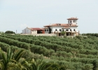 Замечательная оливковая плантация в Испании
