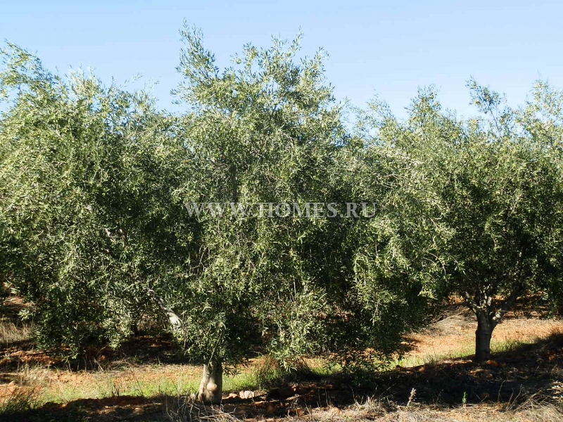 Прекрасная оливковая плантация в Испании